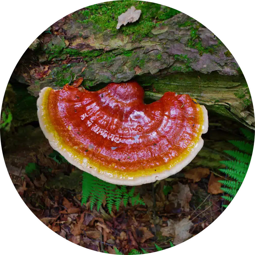 reishi for pets