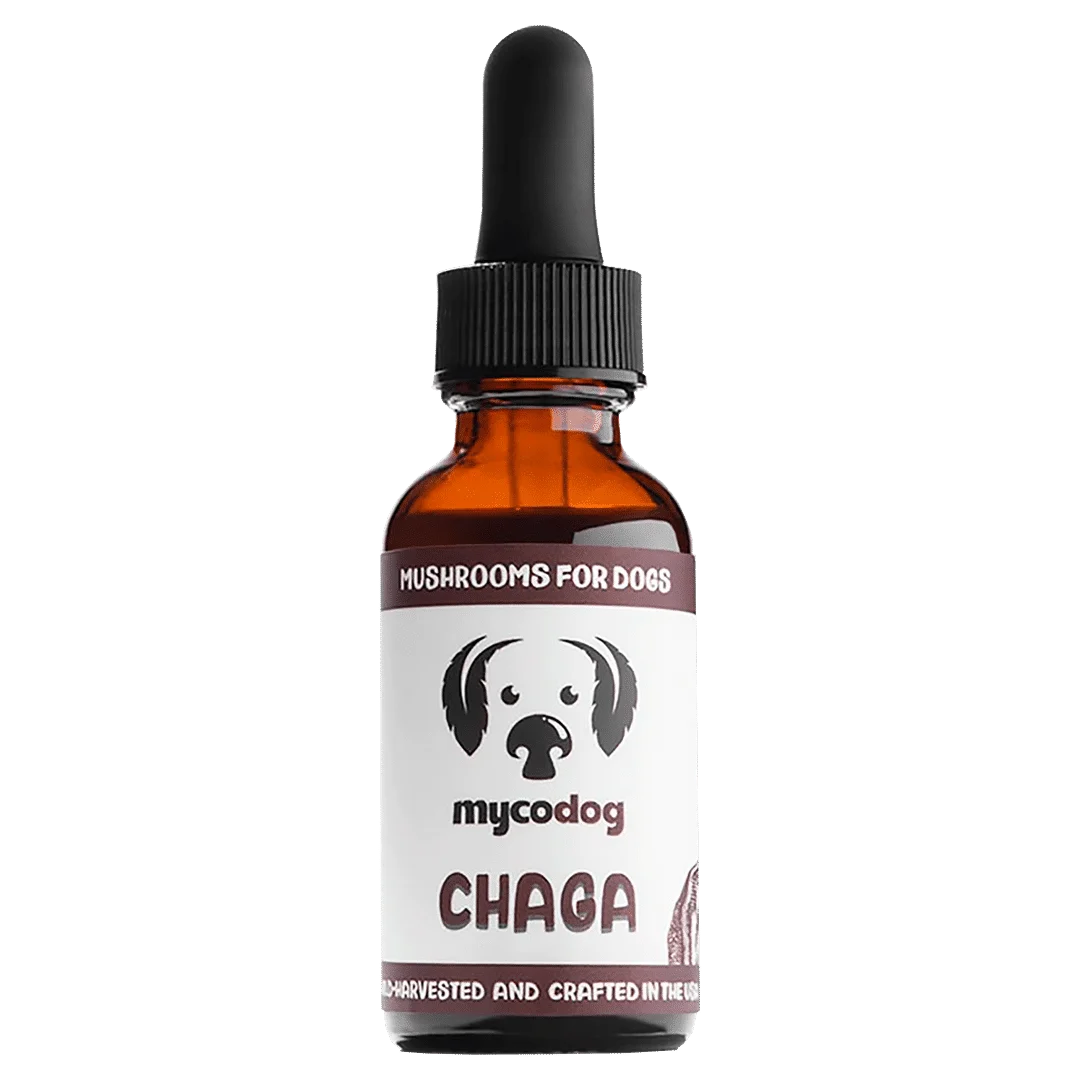 photo of chaga single mushroom tincture
