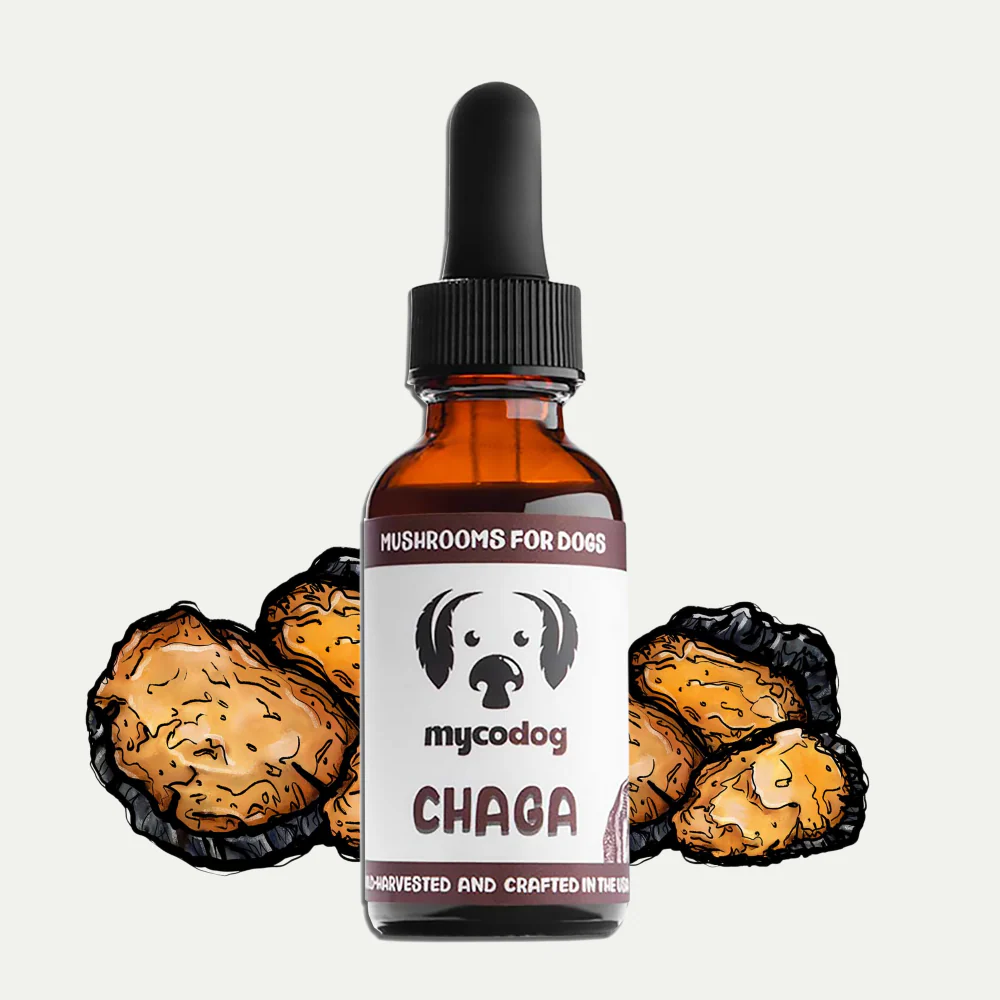 mushrooms for dogs chaga tincture