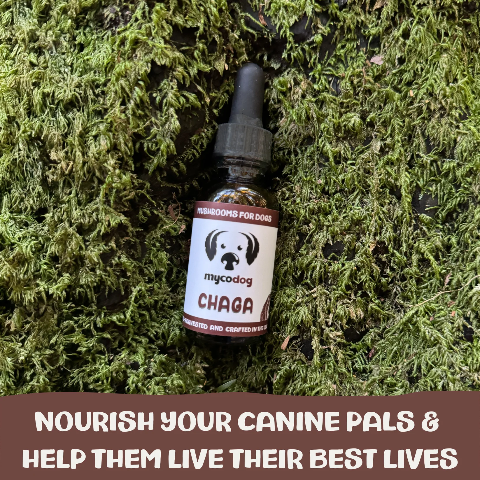 photo of the mushroom tincture in moss